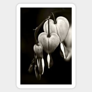 Bleeding Hearts (Dicentra) flowers in black and white Sticker